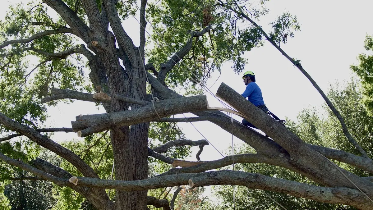 Professional Hazardous Tree Removal performed by certified arborists in Cross City