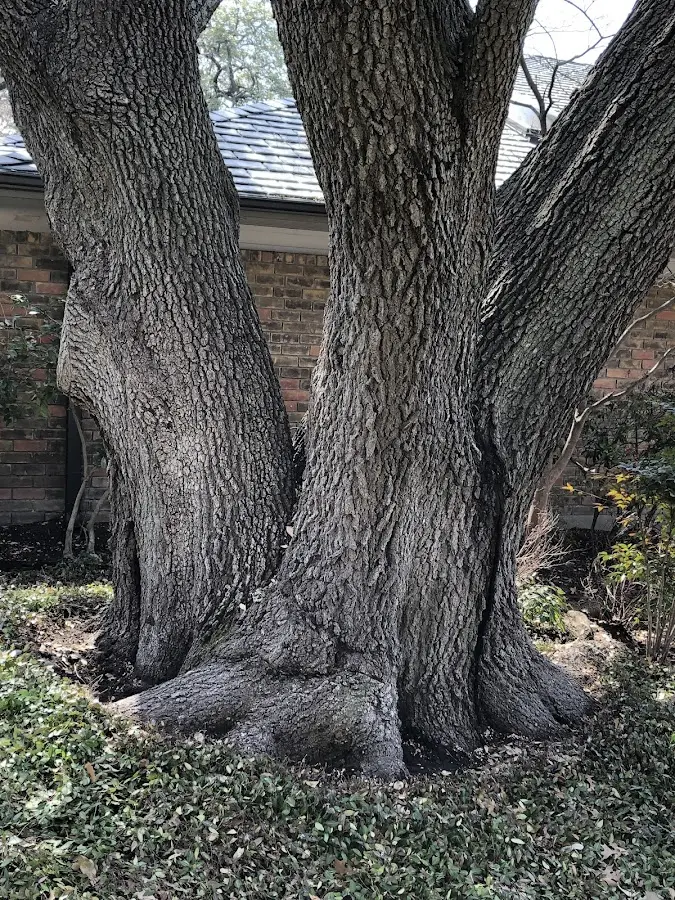 Mature heritage tree close to a Cross City property cared for by certified arborists
